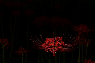 「ヒガンバナ」のサムネイル画像