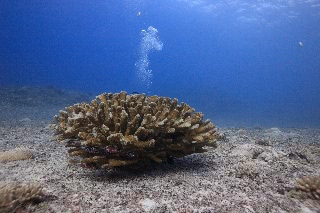 「hide and seek」のサムネイル画像