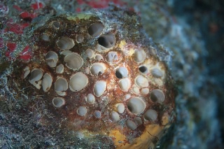 「ゴウシュウマルカイメン」のサムネイル画像