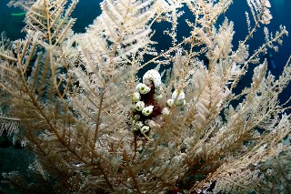 「チャツボボヤ」のサムネイル画像