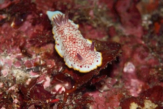 「サラサウミウシ」のサムネイル画像