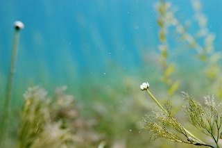 「チトセバイカモ」のサムネイル画像