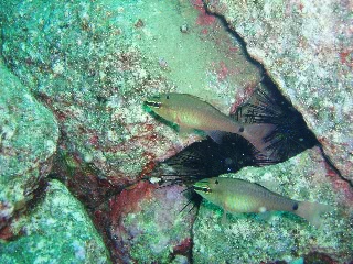 「クロホシイシモチ」のサムネイル画像