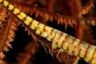 「ゴルゴニアンシュリンプ(Saw blade shrimp,gorgonian shrimp)」のサムネイル画像