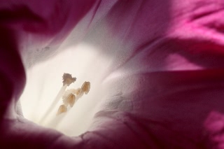 「暁の紅」のサムネイル画像