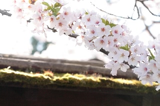 「ソメイヨシノ(染井吉野)」のサムネイル画像