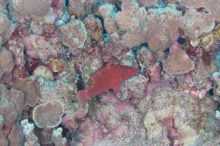 「無題」のサムネイル画像