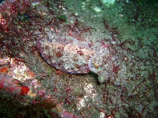 「コウイカの仲間」のサムネイル画像