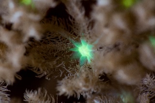 「クダサンゴ」のサムネイル画像