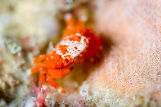 「オウギガニの仲間」のサムネイル画像