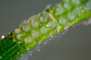 「ヒメイカ」のサムネイル画像