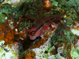 「ゴイシギンポ」のサムネイル画像