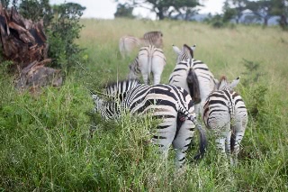 「サバンナシマウマ(Plains zebra)」のサムネイル画像