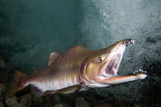 「カラフトマス(アオマス,セッパリマス,ピンクサーモン)」のサムネイル画像