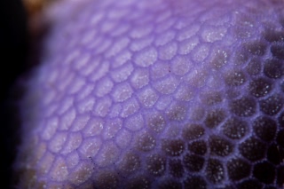 「サンゴの仲間」のサムネイル画像