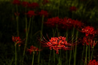 「ヒガンバナ」のサムネイル画像