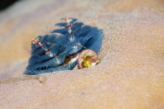 「イバラカンザシ(Christmas tree worm)」のサムネイル画像