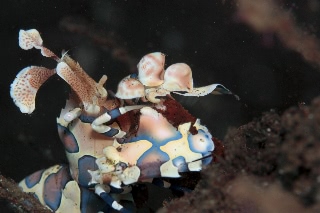「フリソデエビ(Harlequin shrimp)」のサムネイル画像
