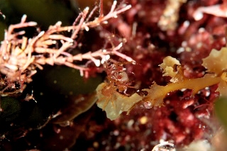 「ワレカラの仲間」のサムネイル画像