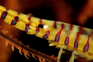 「ゴルゴニアンシュリンプ(Saw blade shrimp,gorgonian shrimp)」のサムネイル画像