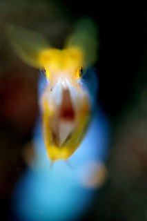 「ハナヒゲウツボ(blue ribbon eel)」のサムネイル画像