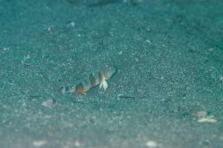 「ササハゼ」のサムネイル画像