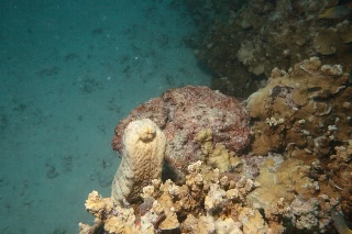 「ハネジナマコ」のサムネイル画像