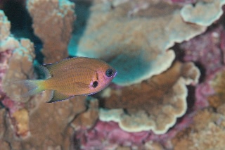 「カレハスズメダイ」のサムネイル画像