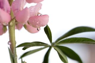 「ルーピン（ルピナス）・ラッセル・ミックス(Lupin)」のサムネイル画像