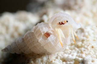 「アカツメサンゴヤドカリ」のサムネイル画像