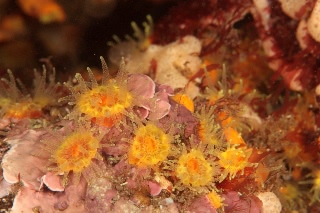 「ムツサンゴ」のサムネイル画像