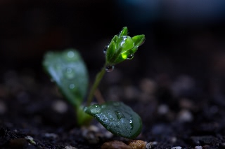 「ルーピン（ルピナス）・ラッセル・ザ・ガバナー(Lupin Russell The Governor)」のサムネイル画像