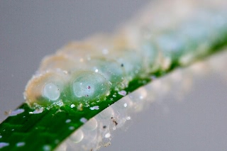 「ヒメイカ」のサムネイル画像