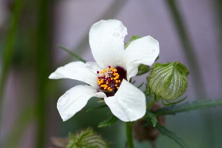 「ギンセンカ(ハイビスカス・トリオナム,銀銭花)」のサムネイル画像