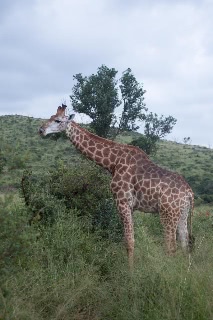 「キリン」のサムネイル画像