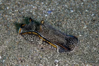 「無題」のサムネイル画像