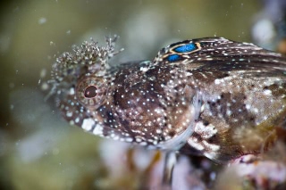 「コケギンポ」のサムネイル画像