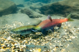 「ヒメマス」のサムネイル画像