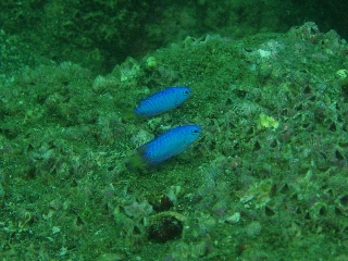 「ハゼの仲間」のサムネイル画像