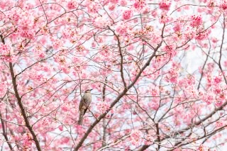 「ヨウコウザクラ(陽光桜)」のサムネイル画像
