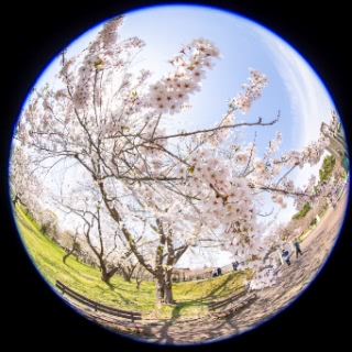 「ソメイヨシノ(染井吉野)」のサムネイル画像