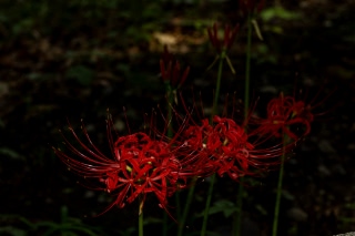 「ヒガンバナ」のサムネイル画像