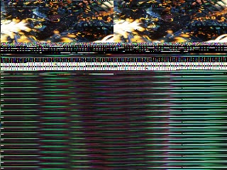 「キスジカンテンウミウシ」のサムネイル画像