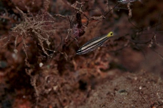 「スダレヤライイシモチ」のサムネイル画像