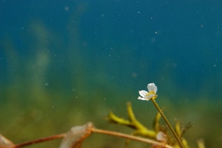「チトセバイカモ」のサムネイル画像