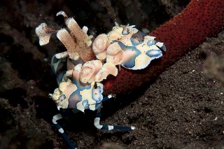 「フリソデエビ(Harlequin shrimp)」のサムネイル画像