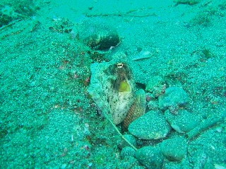 「タコ」のサムネイル画像