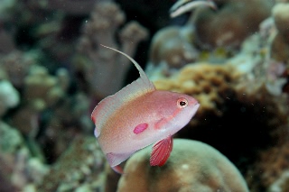 「キンギョハナダイ(Indian)(Indian Lyre-tail Basslet)」のサムネイル画像