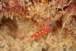 「チゴベニハゼ(Red Pygmy-goby)」のサムネイル画像