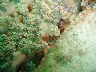 「オシャレカクレエビ」のサムネイル画像